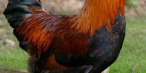 Opis velsumerske pasmine pilića